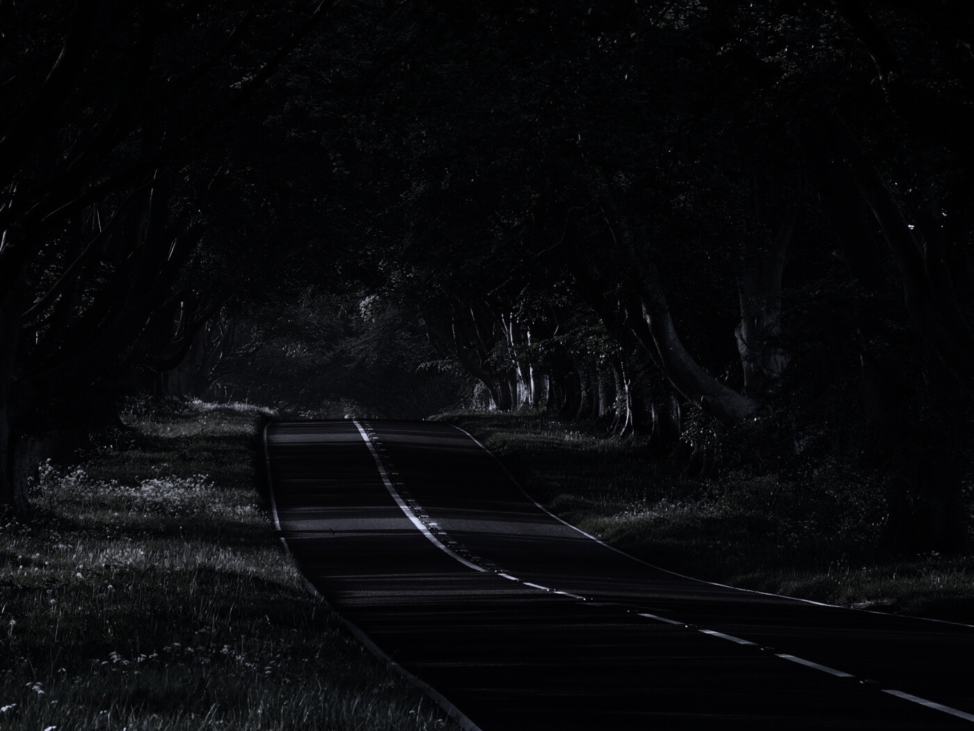 Трасса в тени деревьев обои