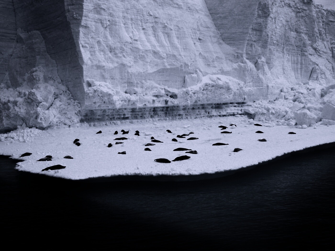 Спящие тюлени обои