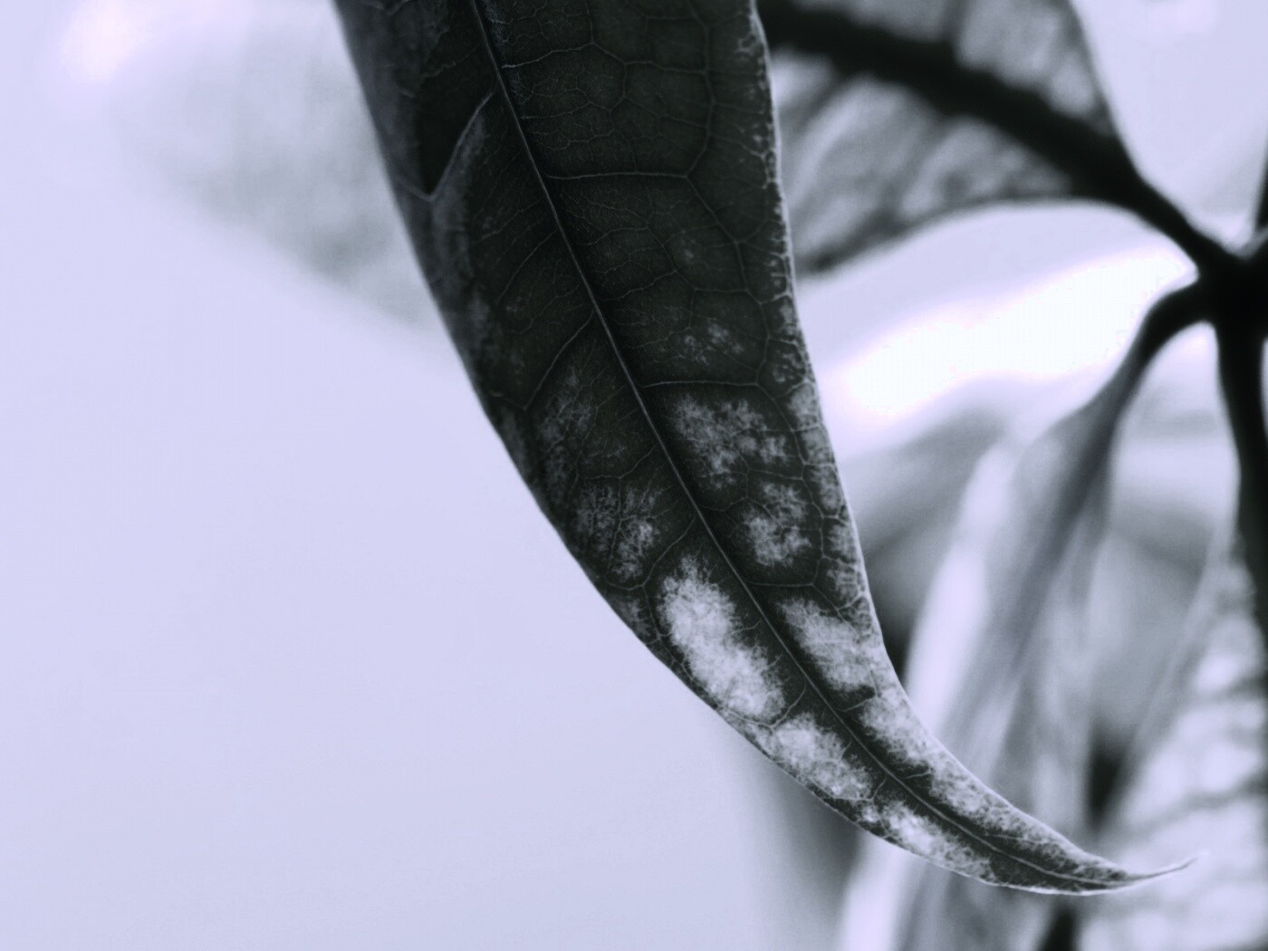 Зеленый листок обои