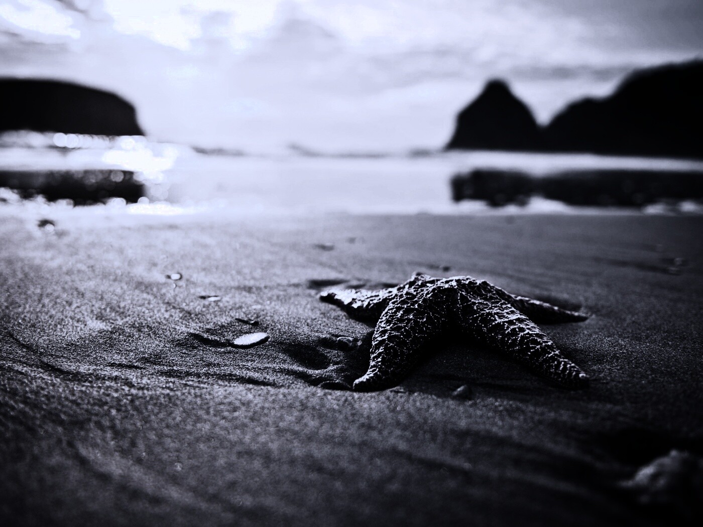 Морская звезда обои