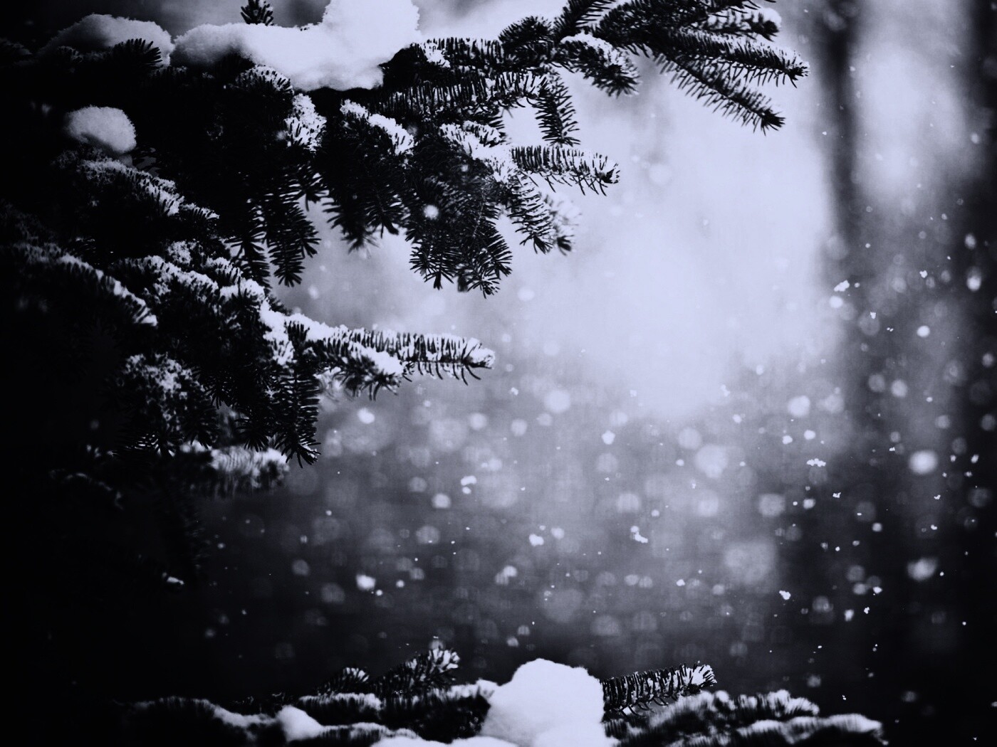 Еловые лапы в снегу обои