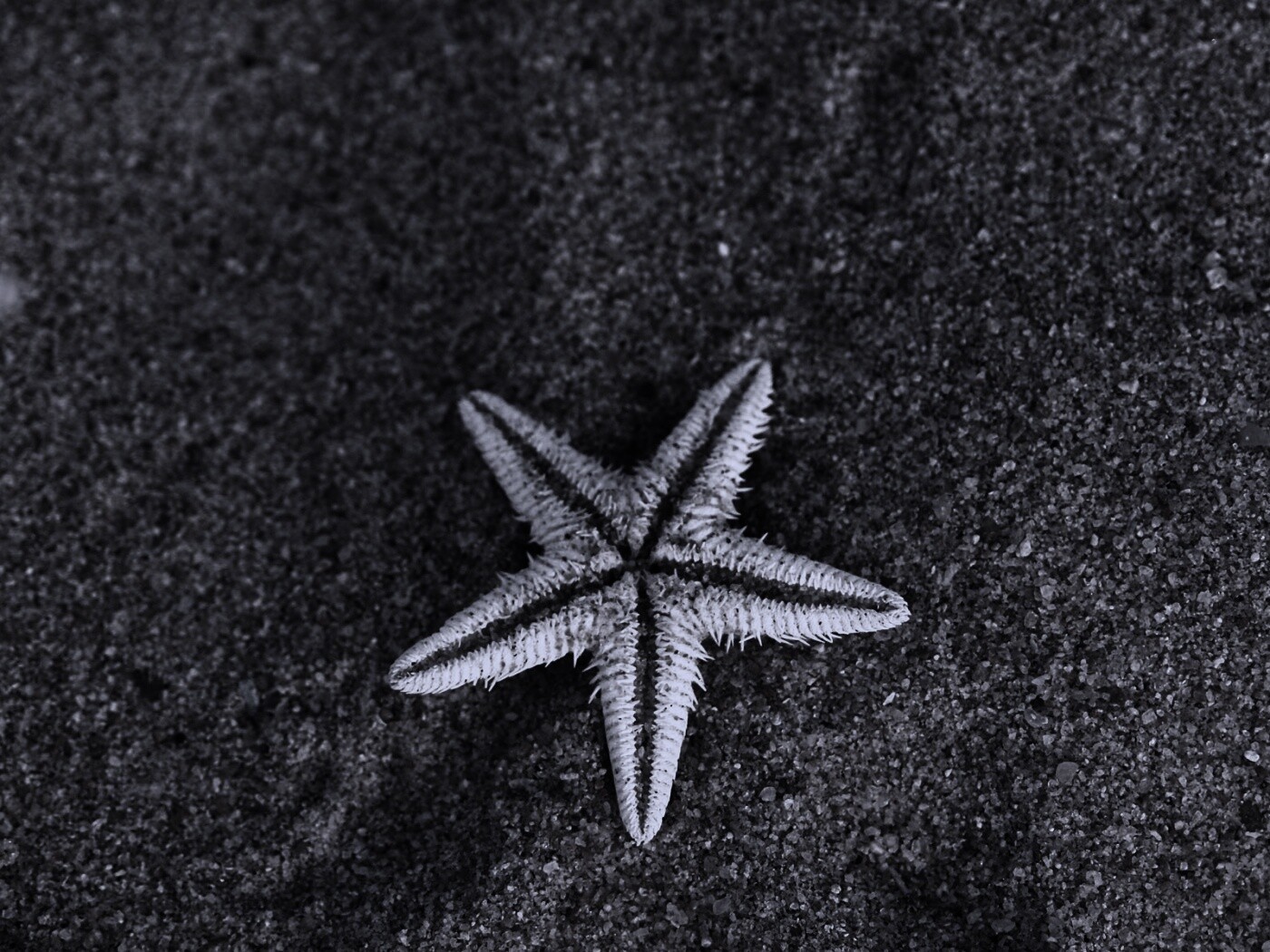 Морская звезда на песке обои