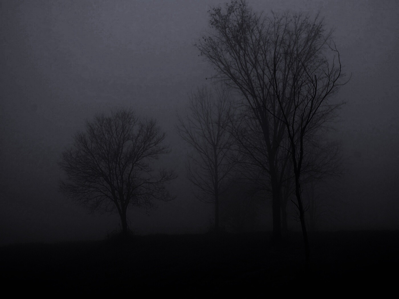 Деревья в тумане обои