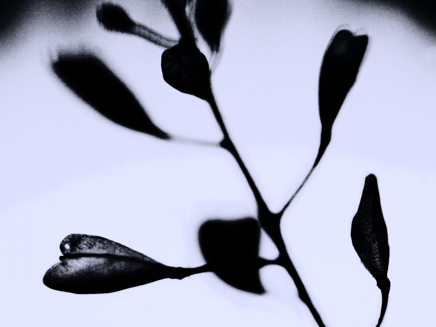 Усыхающие листья обои