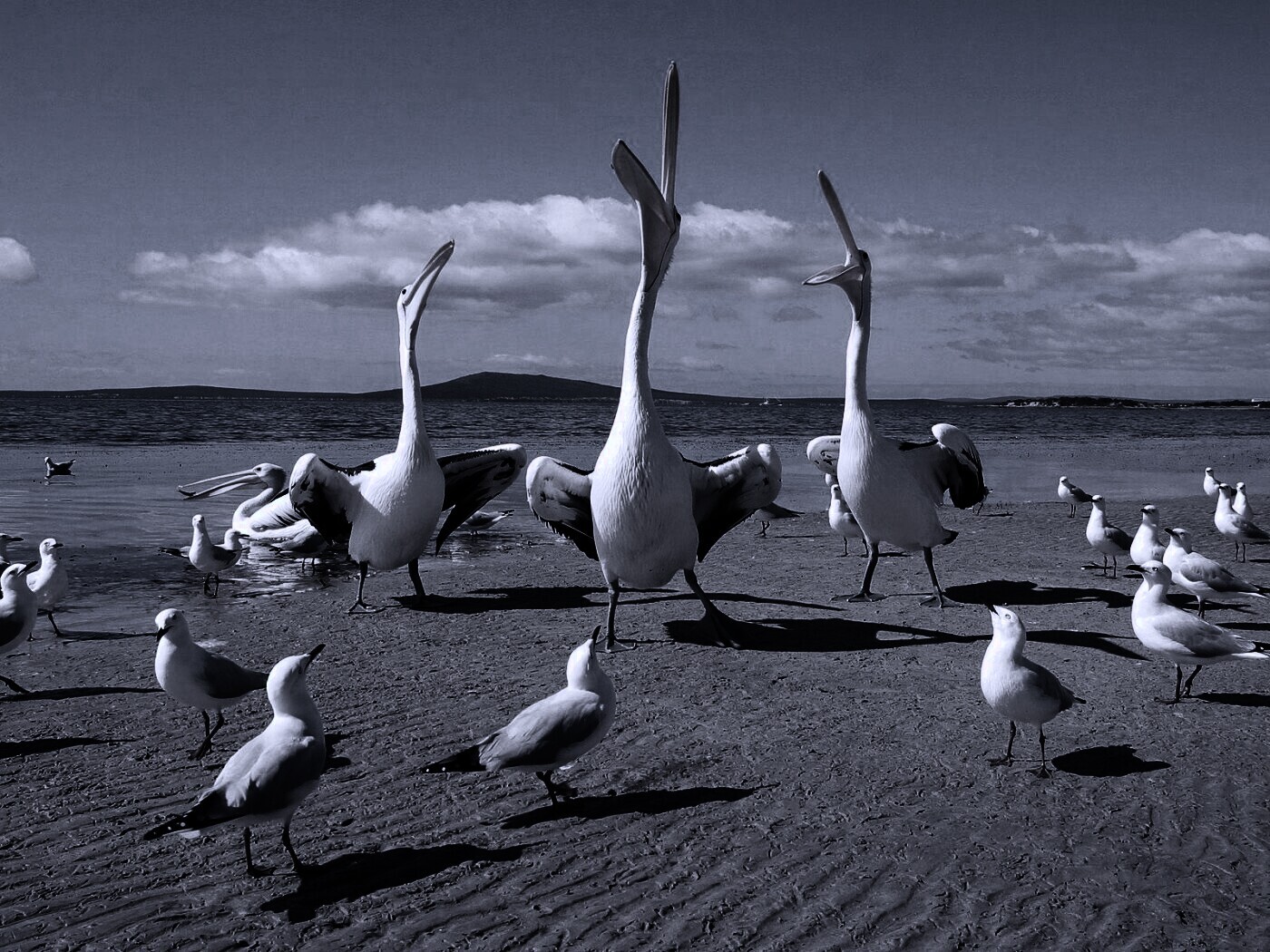 Пеликаны и чайки обои