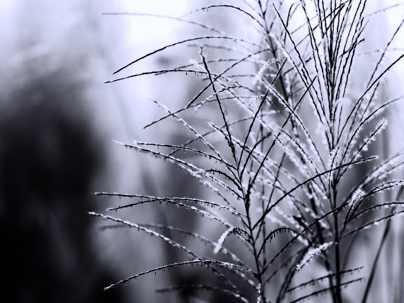 Макро фото растения обои