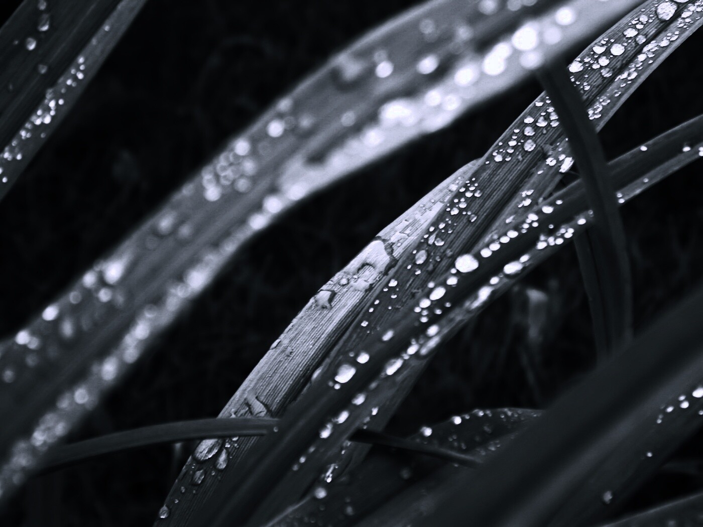 Роса на траве обои