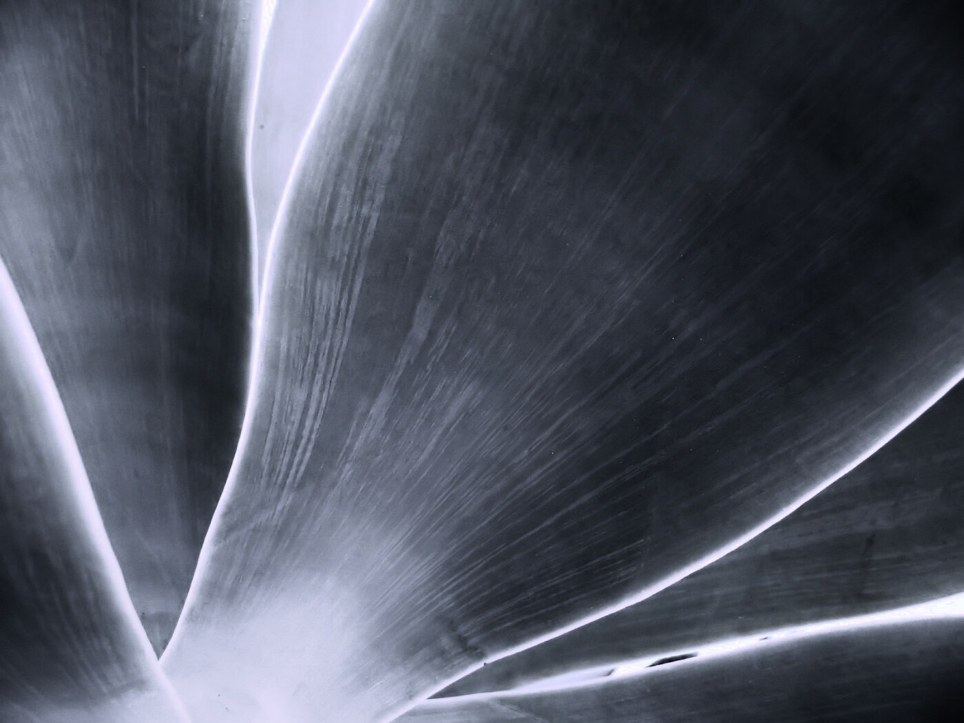 Макро фото травинки обои