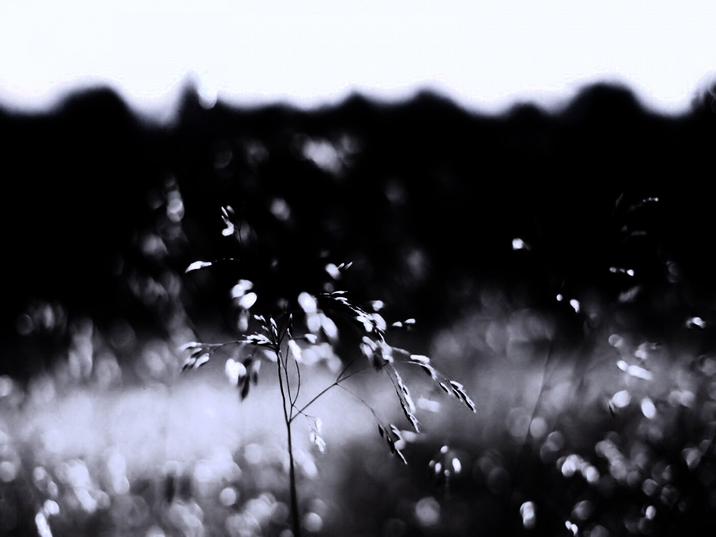 Трава на солнце обои