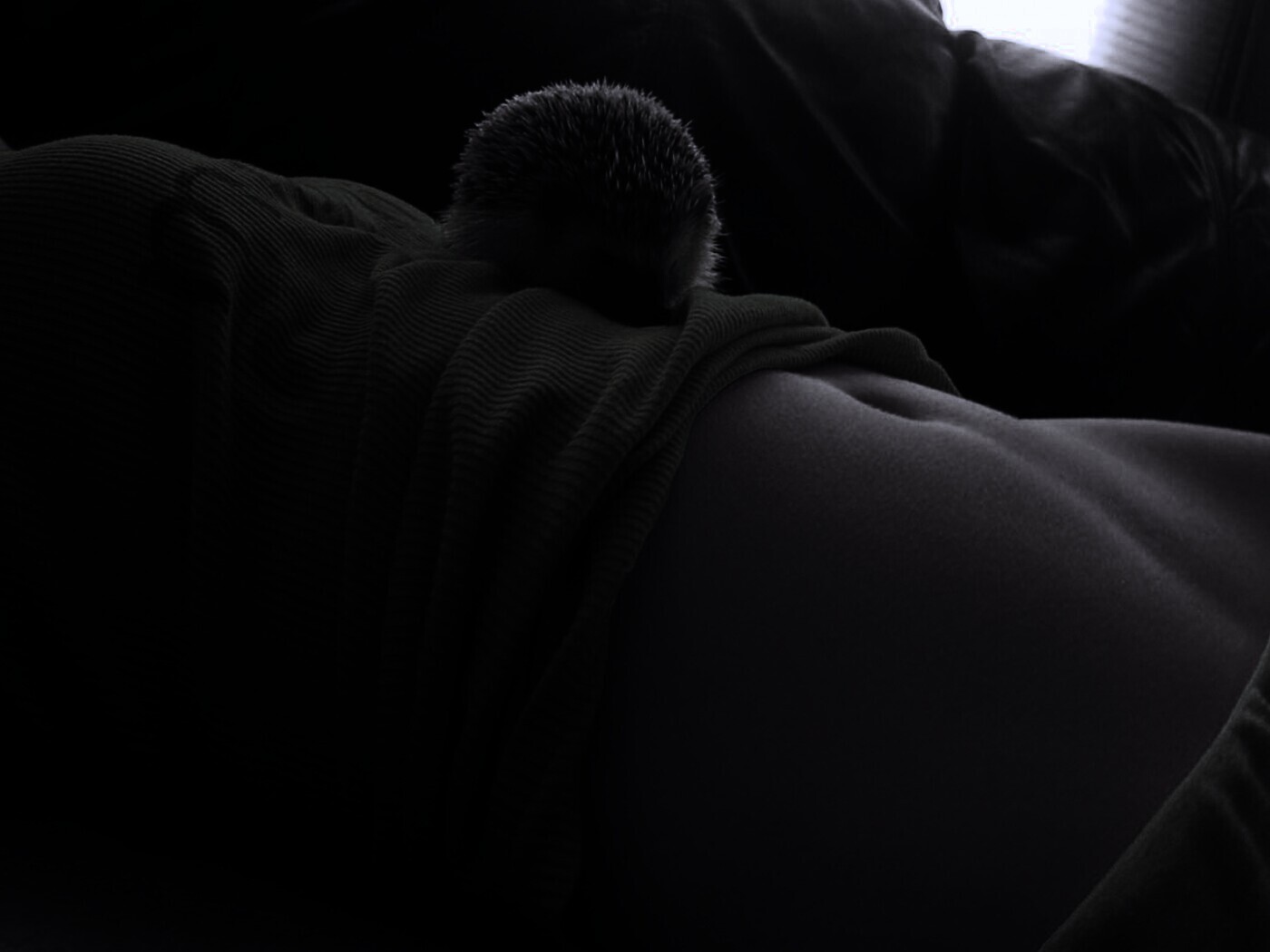 Девушка и ёжик обои