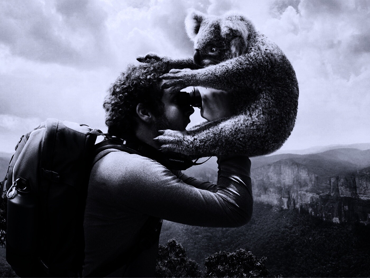 Коала ближе чем кажется обои