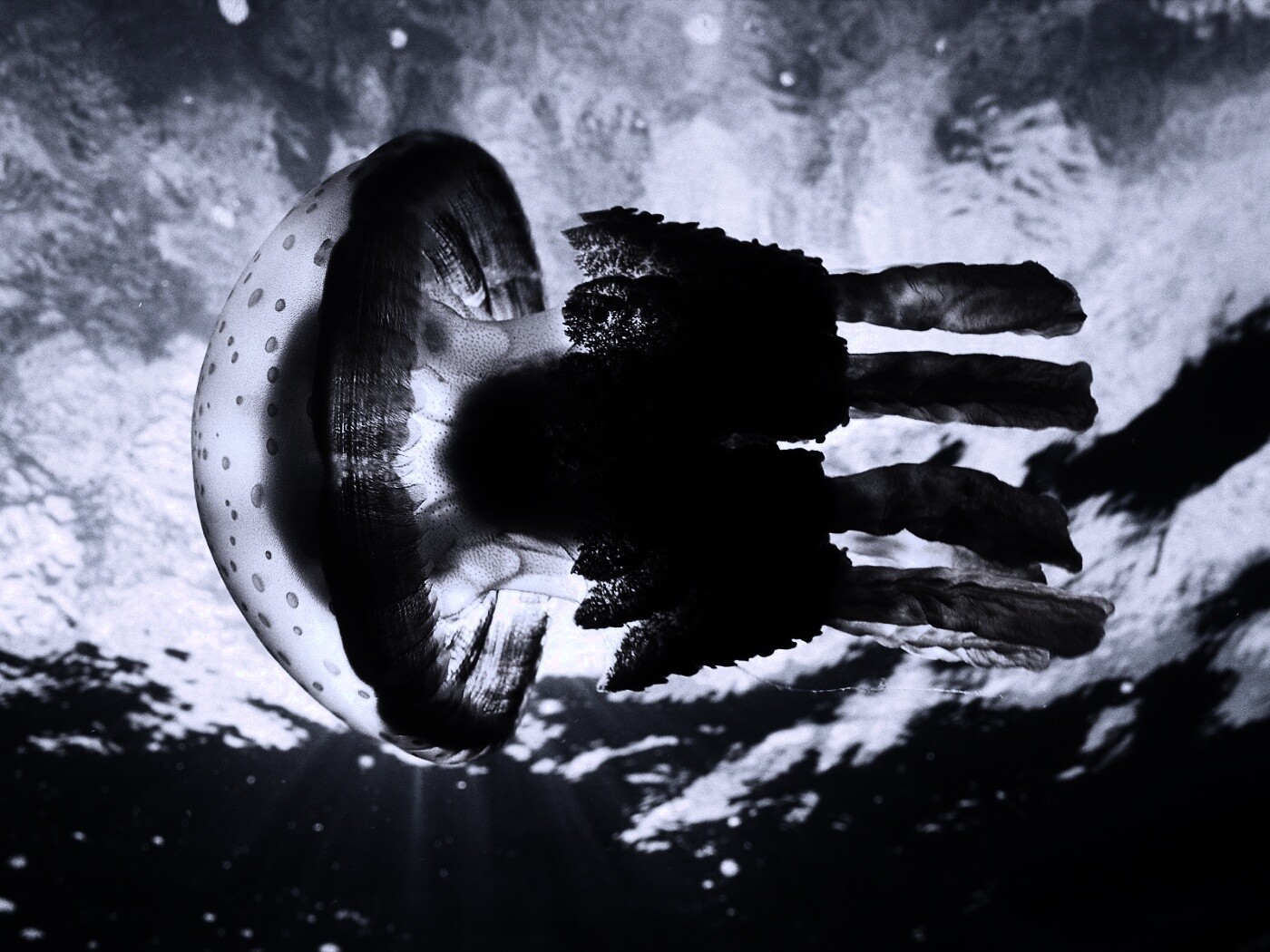 Коричневая медуза обои