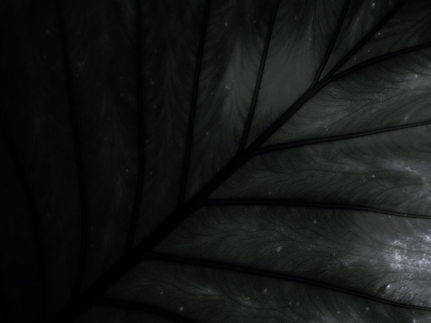 Макро фото листа обои