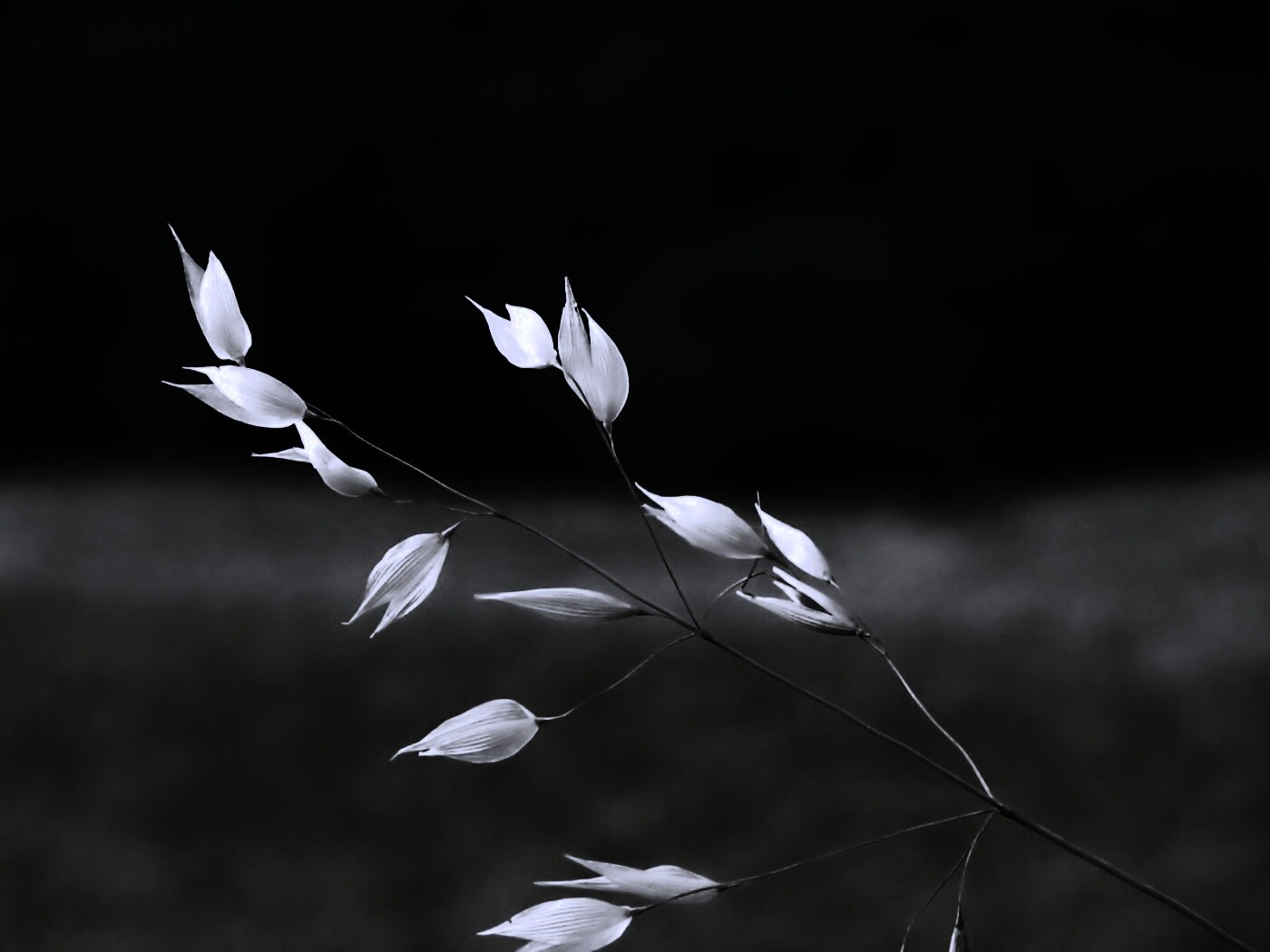 Белые полевые цветочки обои