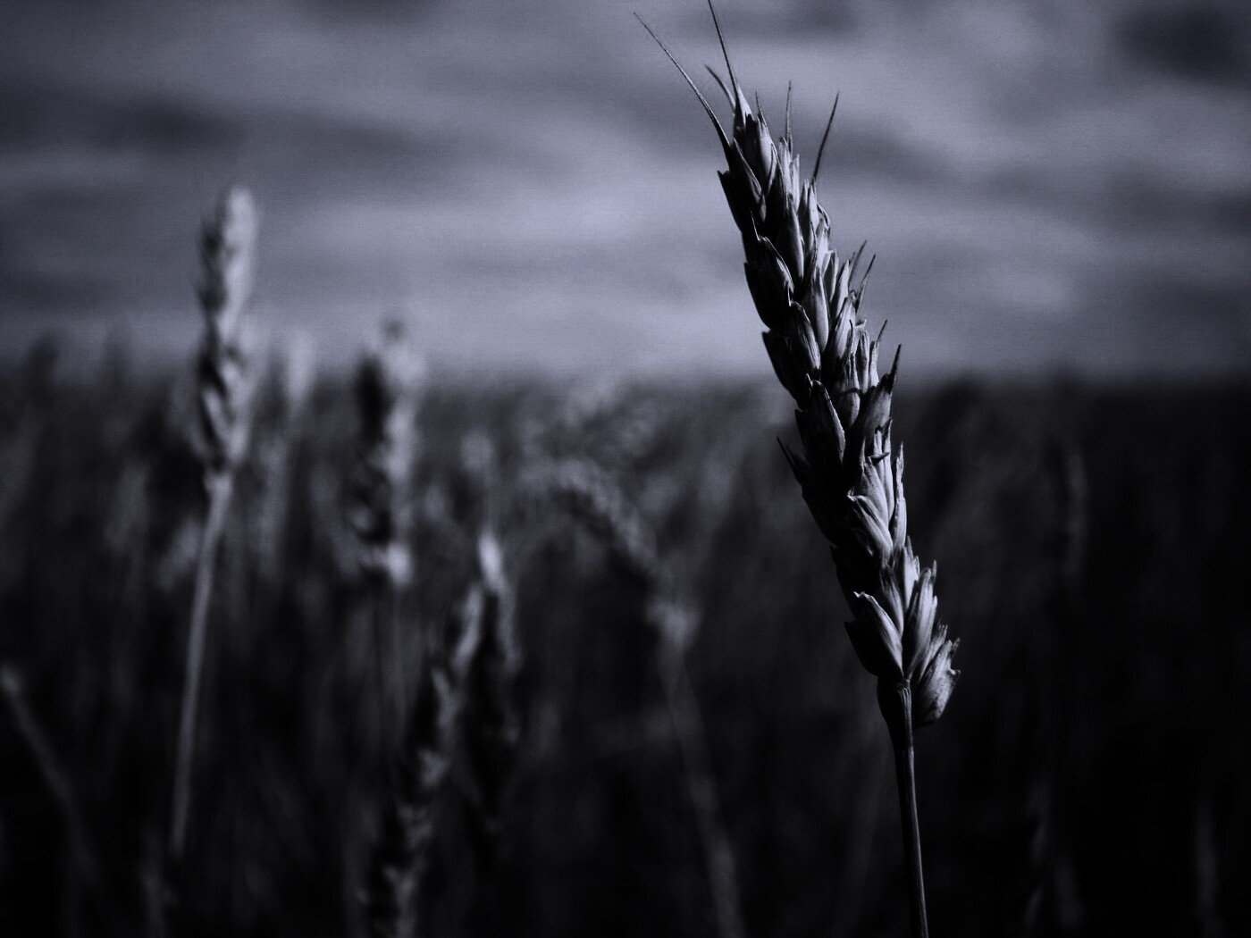 Колосок обои