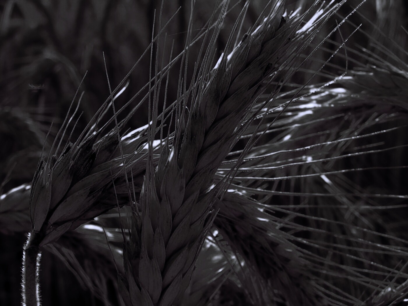 Зреющий колос обои