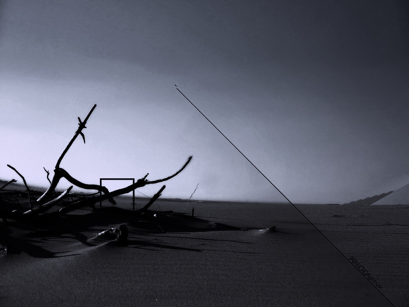 Сухостой в песках обои