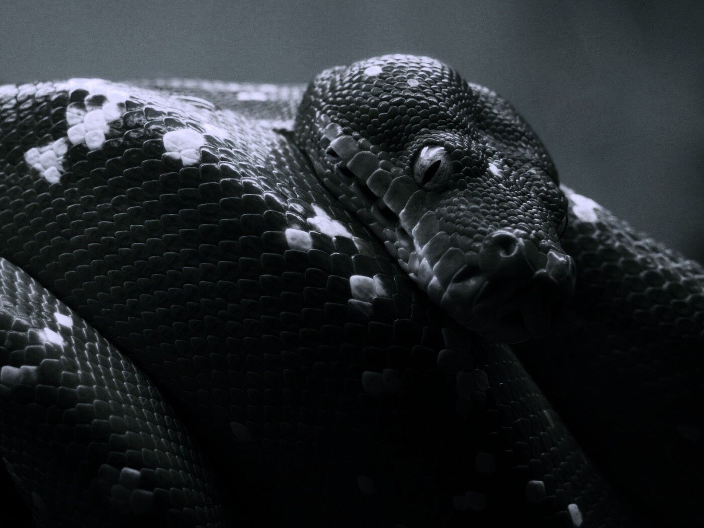 Зелёный питон обои