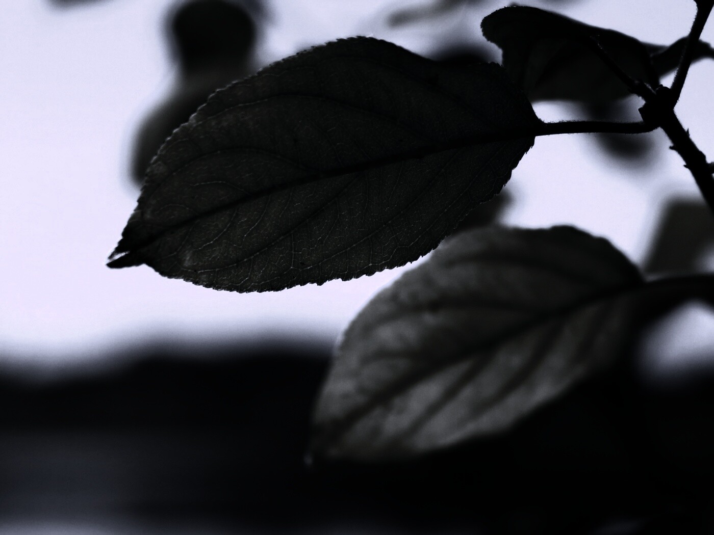 Три листа обои