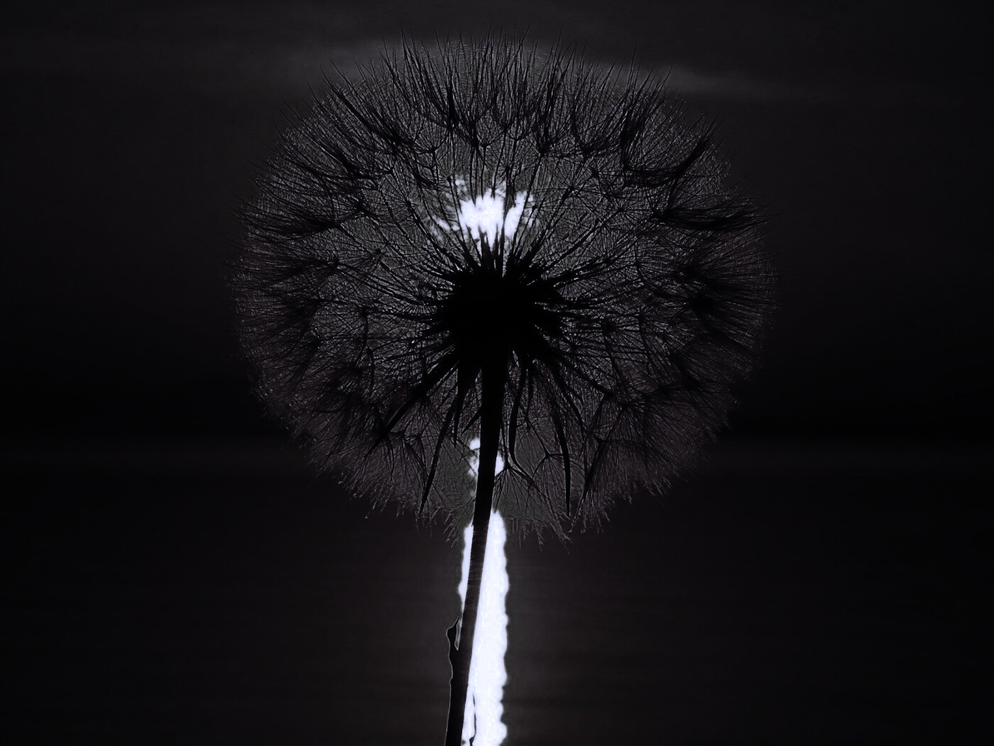 Одуванчик на закател обои