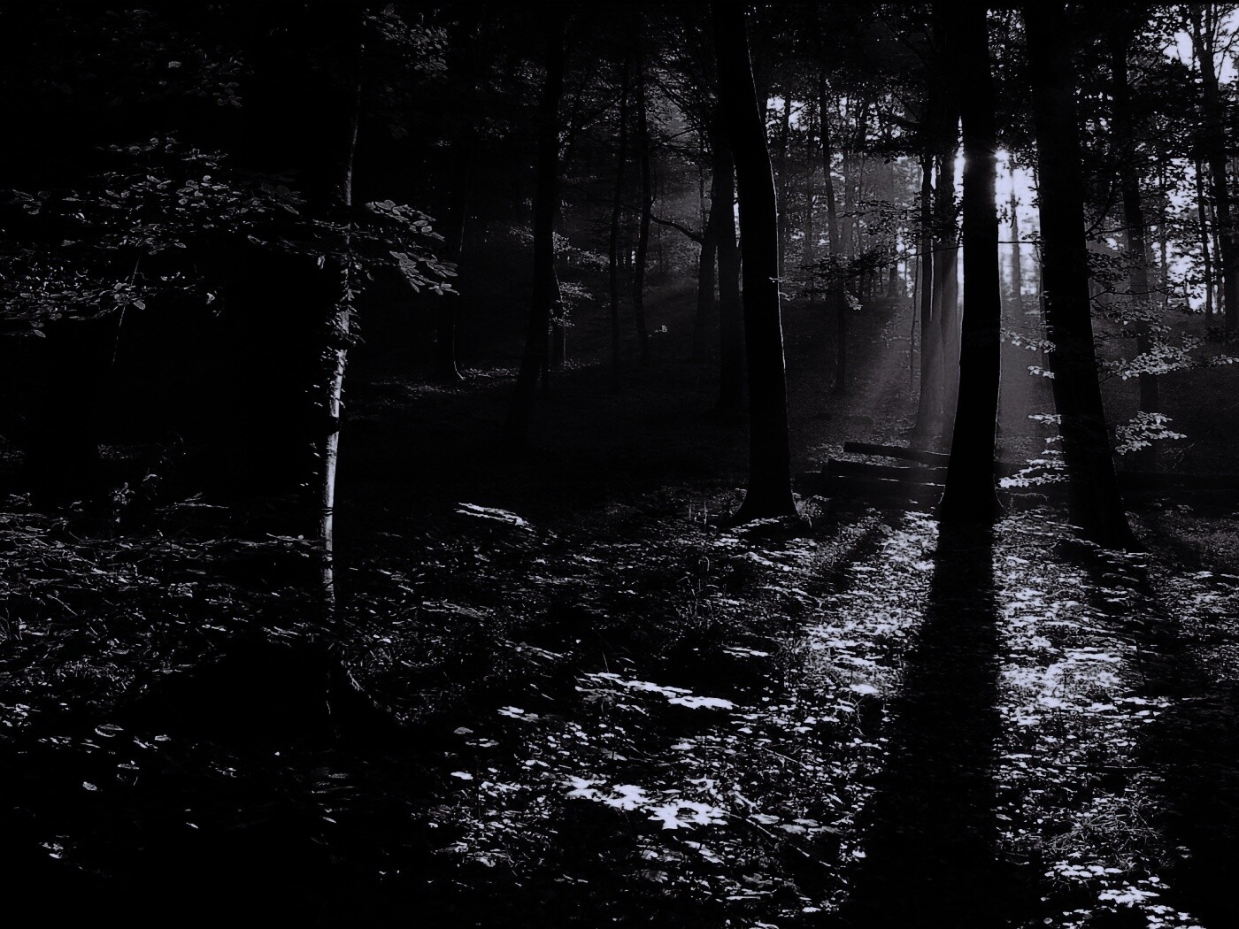 Лес в золотом сиянии обои