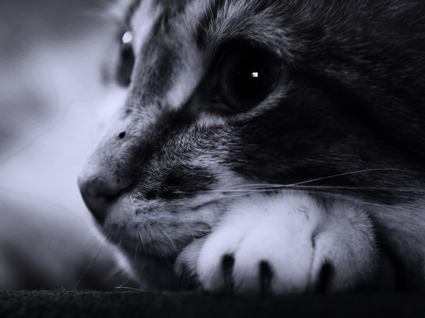 Мордочка на лапаках обои