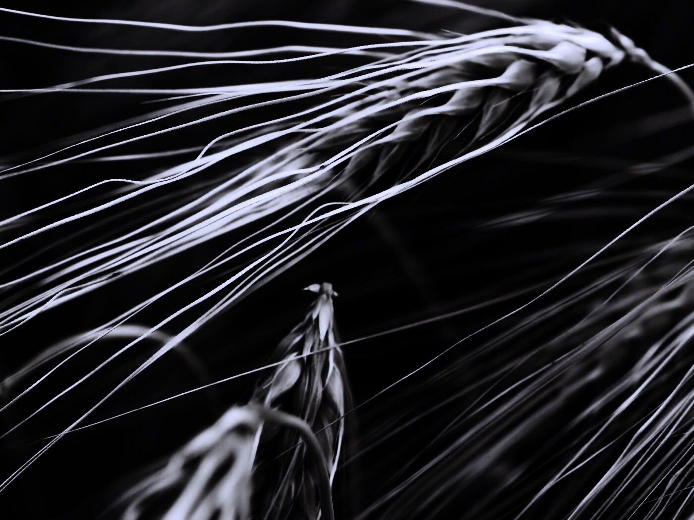 Лохматые колосья обои