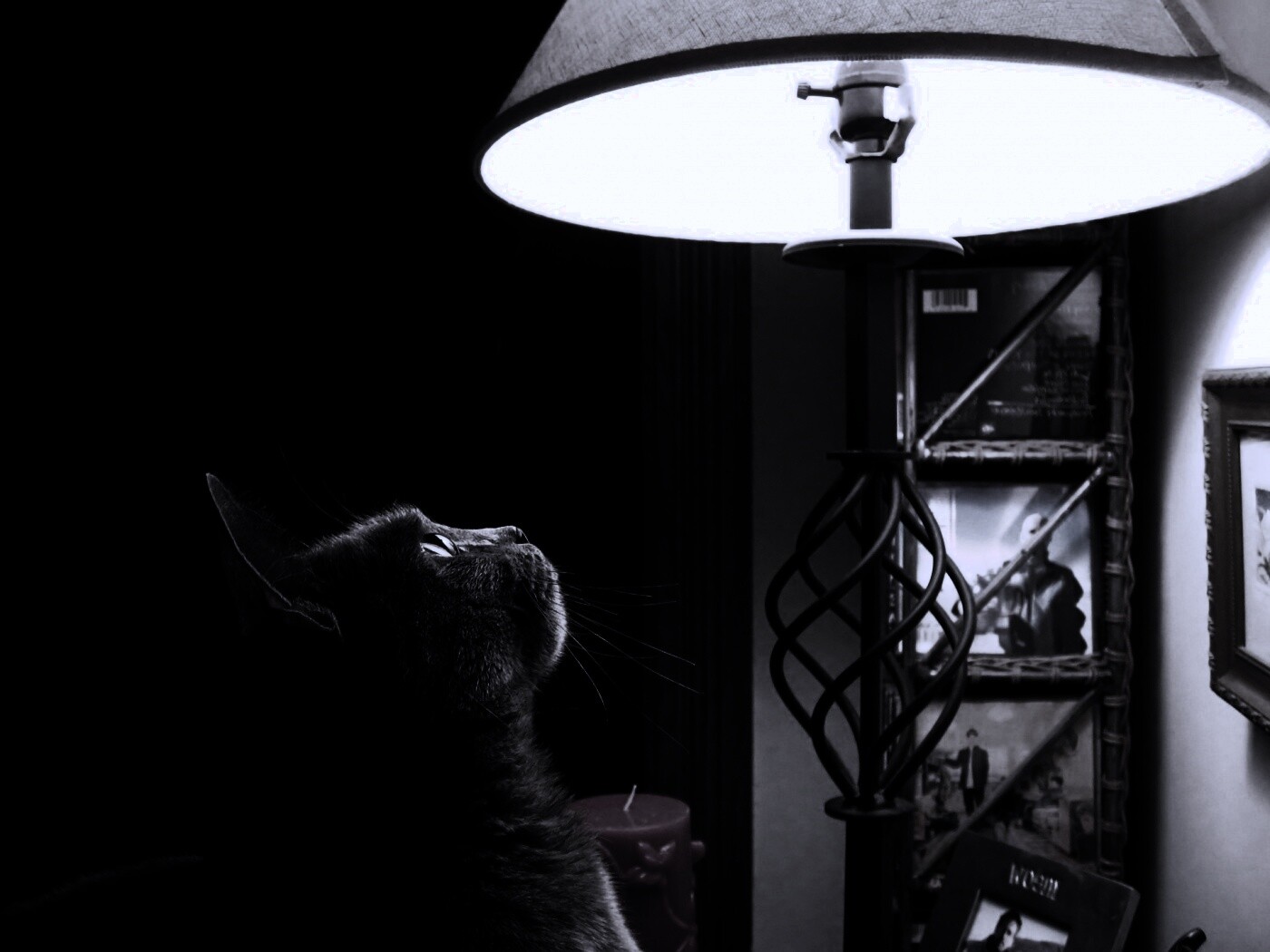 Кот смотрит под торшер обои