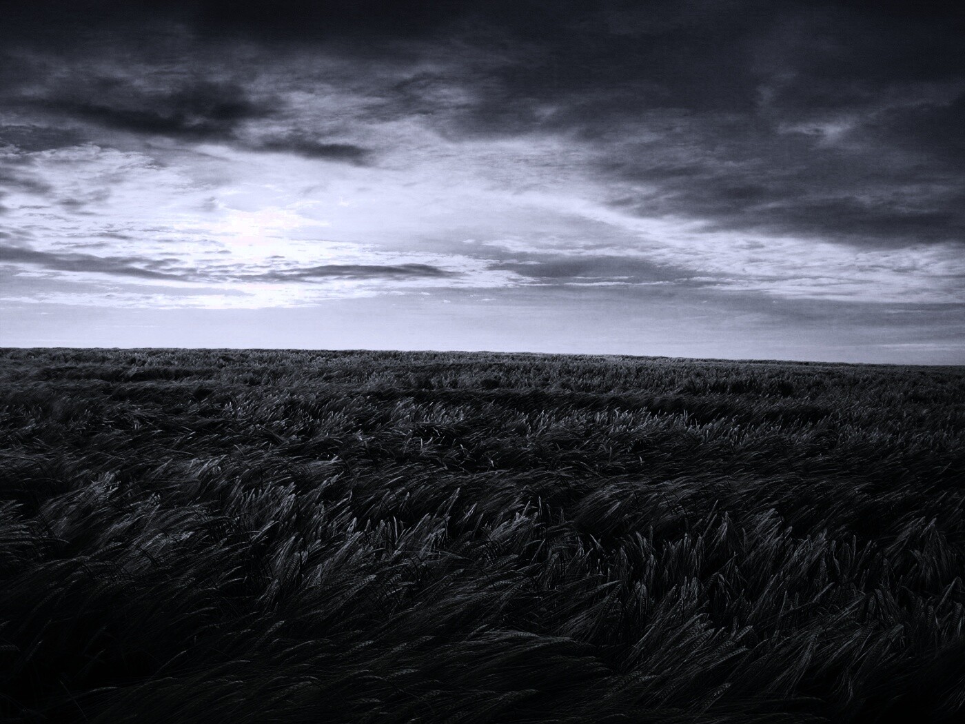 Море трав обои