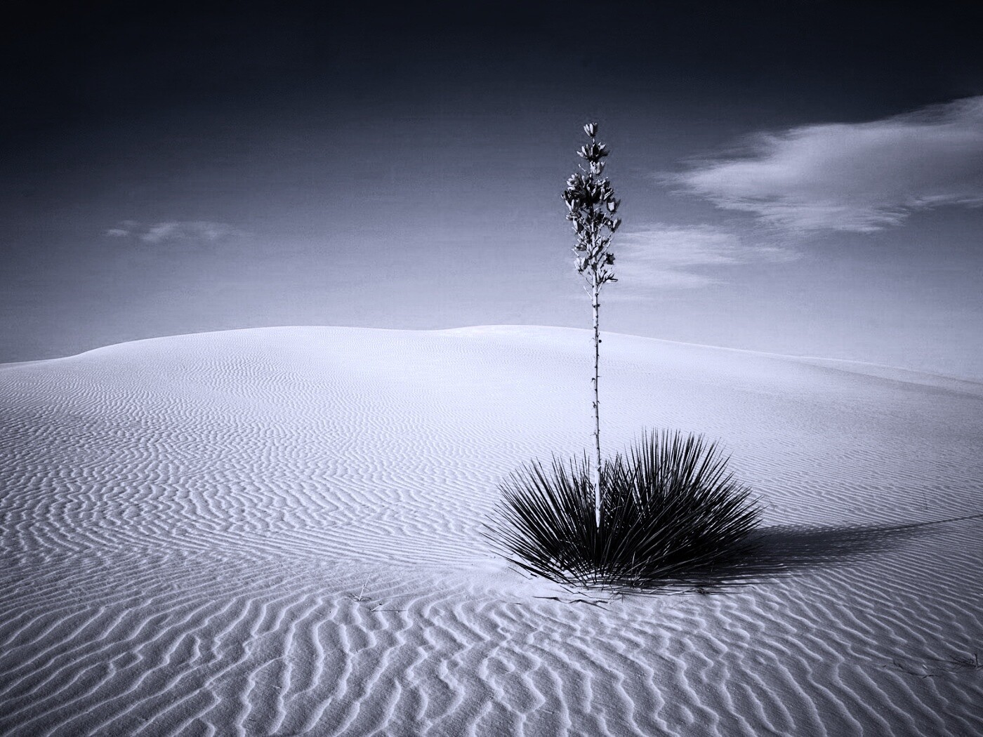 Растение среди пустыни обои