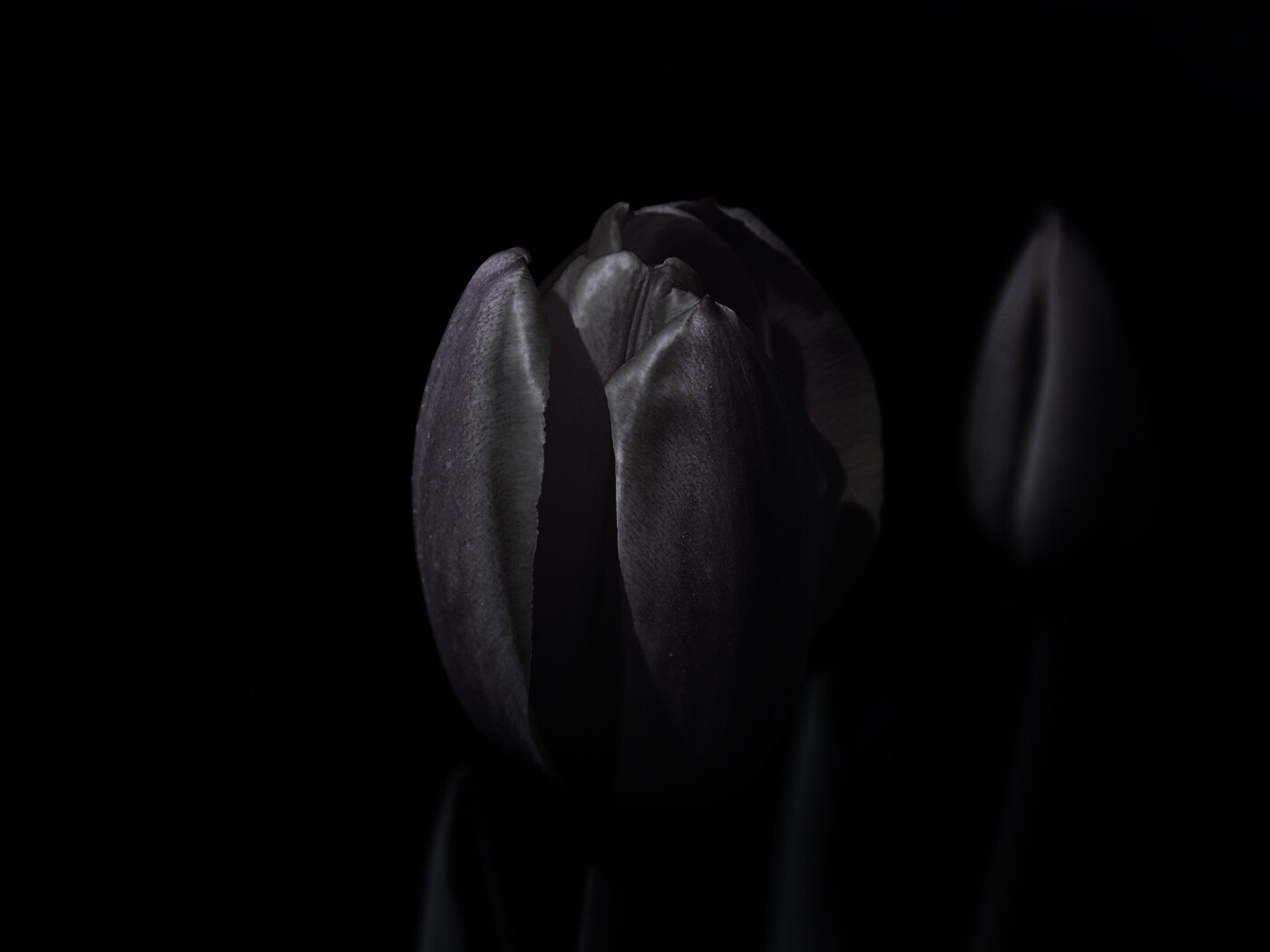 Распускающийся тюльпан обои