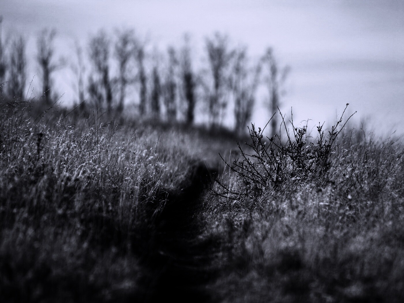 Тропинка в поле обои