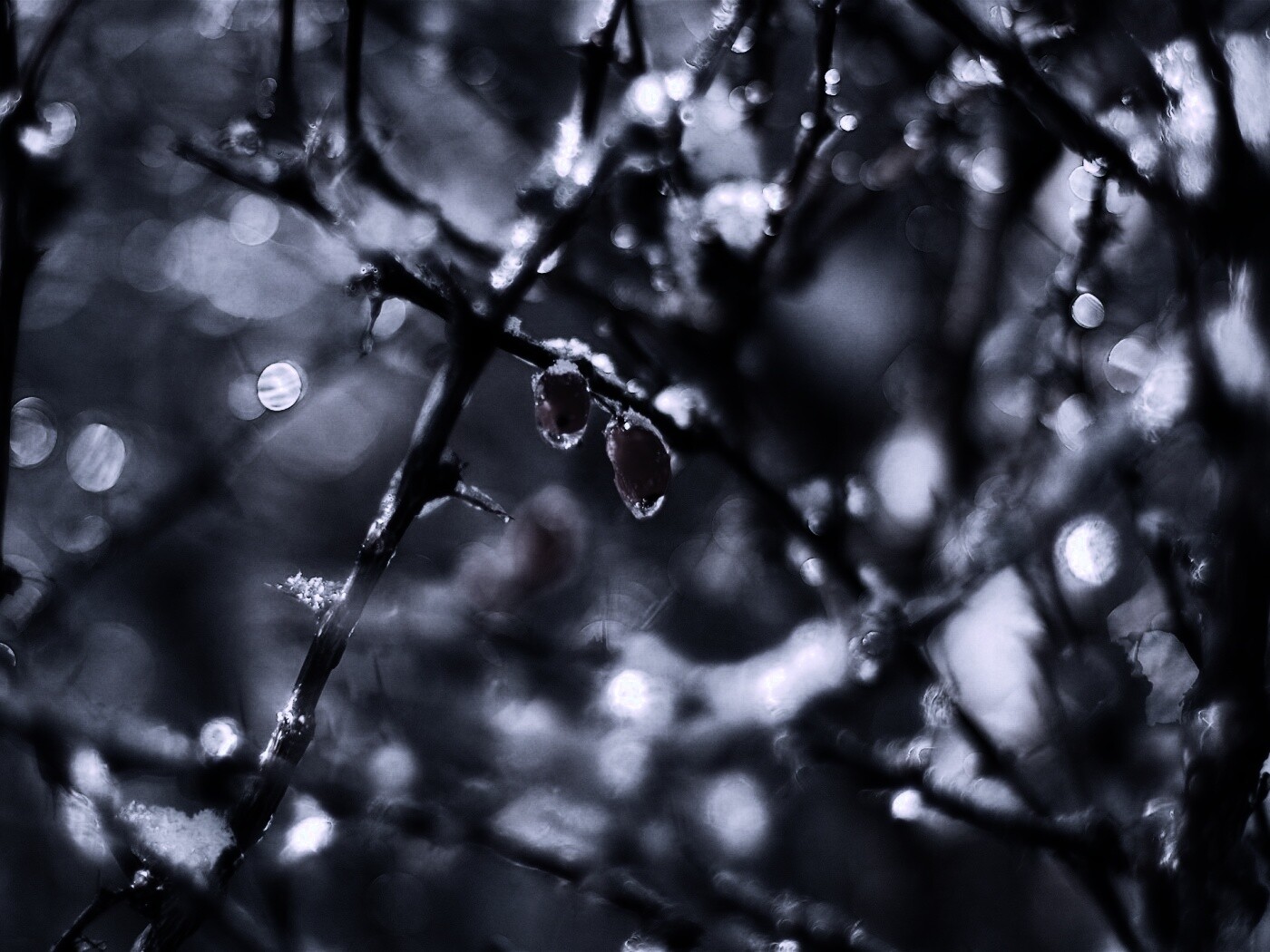 Замерзшие ягоды обои