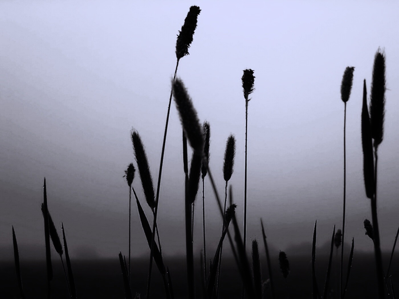 Травинки на закате обои