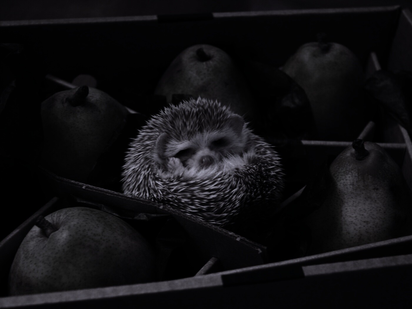 Ёжик в грушах обои