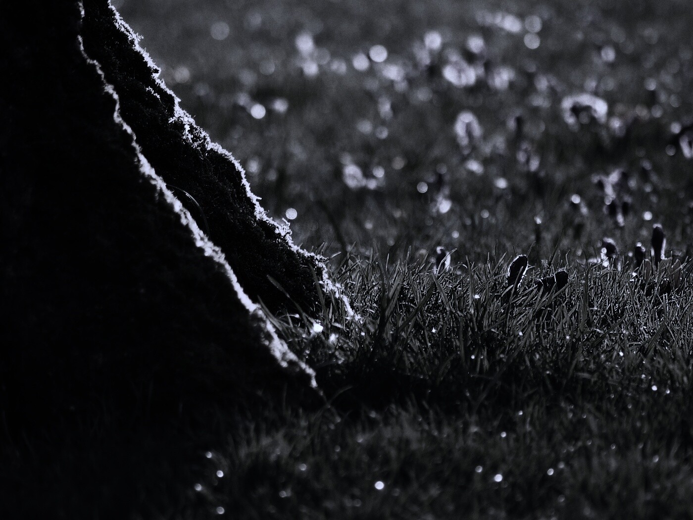 Дерево в траве обои