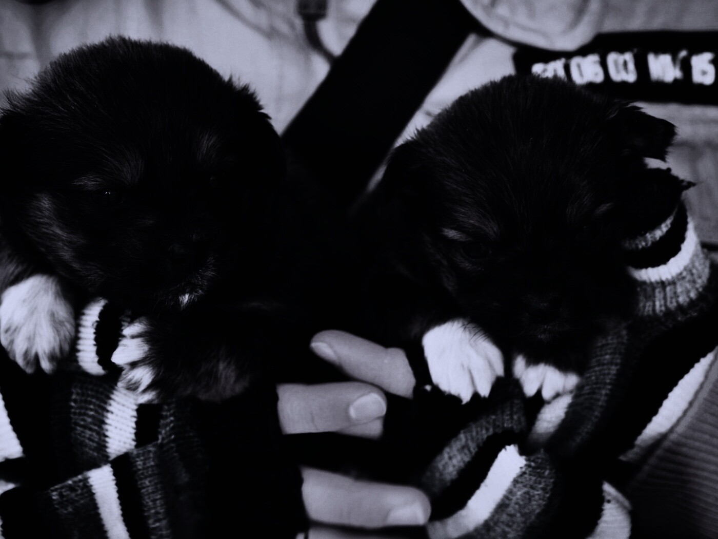 Два коричневых щенка обои