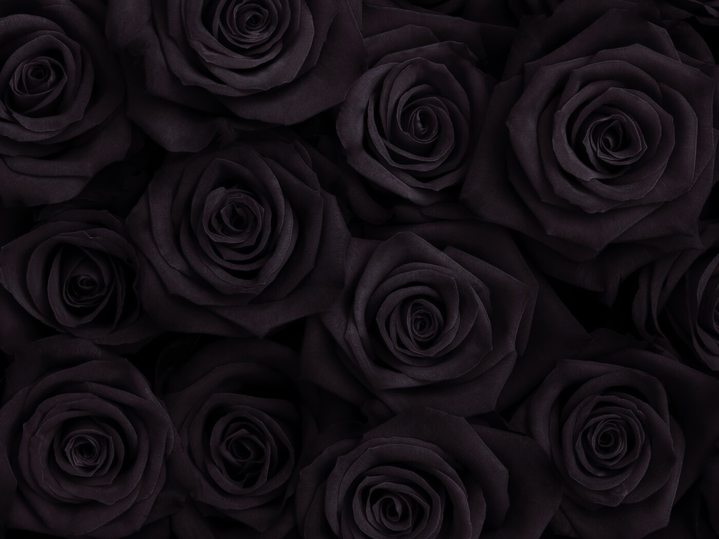 Букет красных роз обои