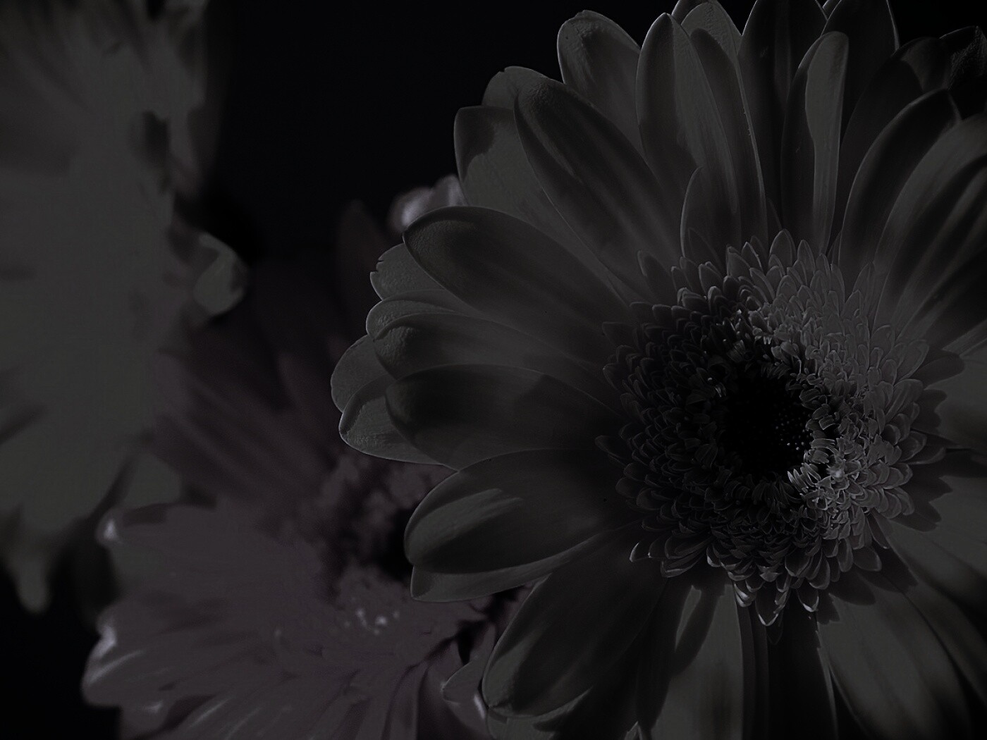 Желтый гербер обои