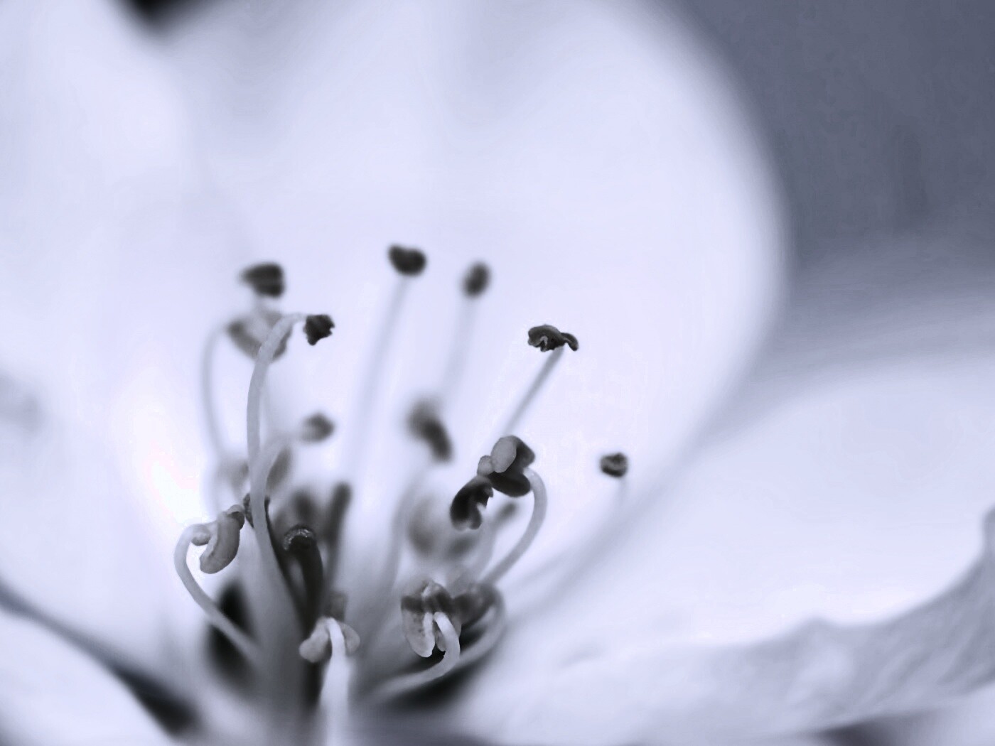 Желтые тычинки обои