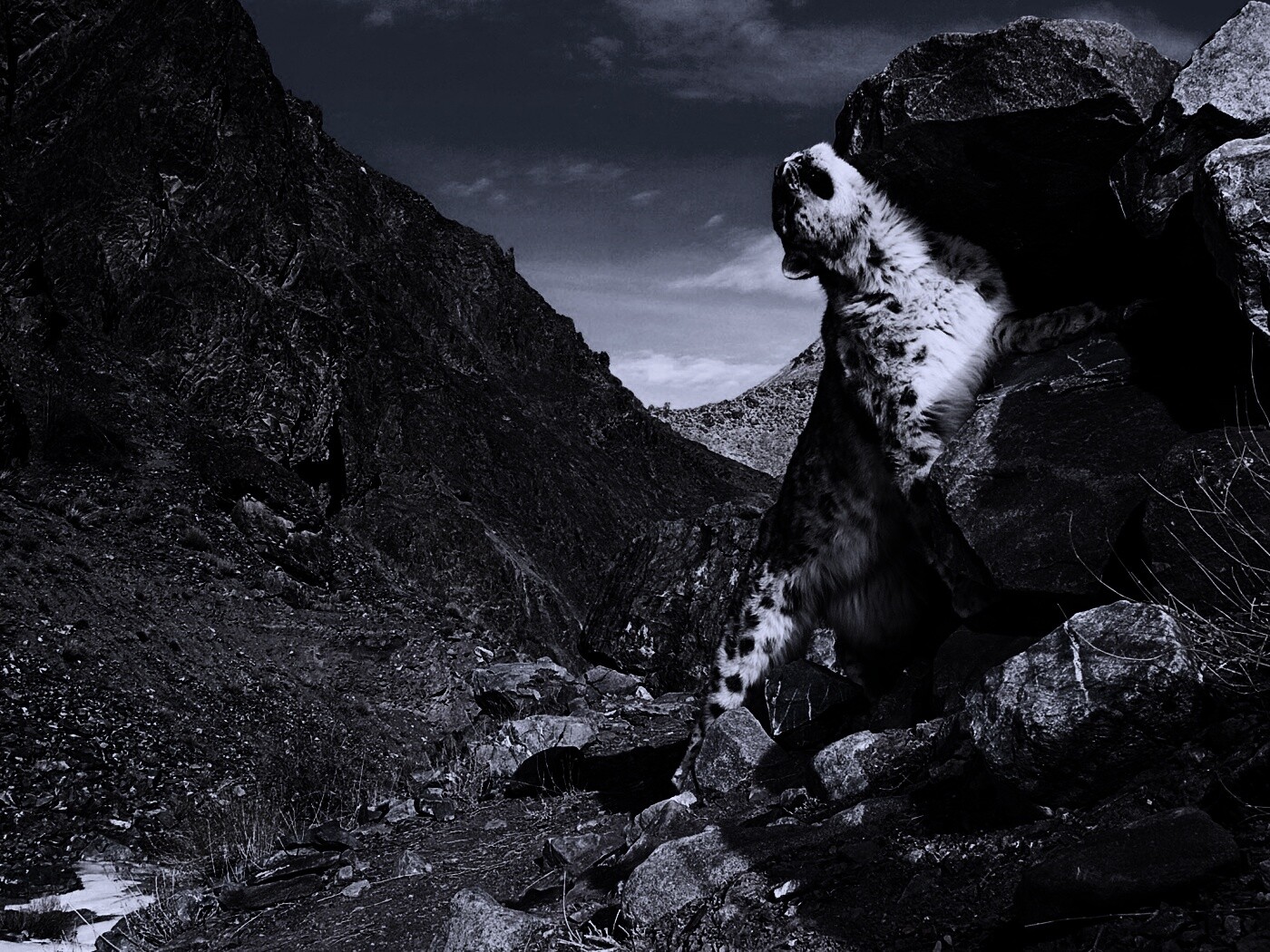 Барс чешется о камни обои