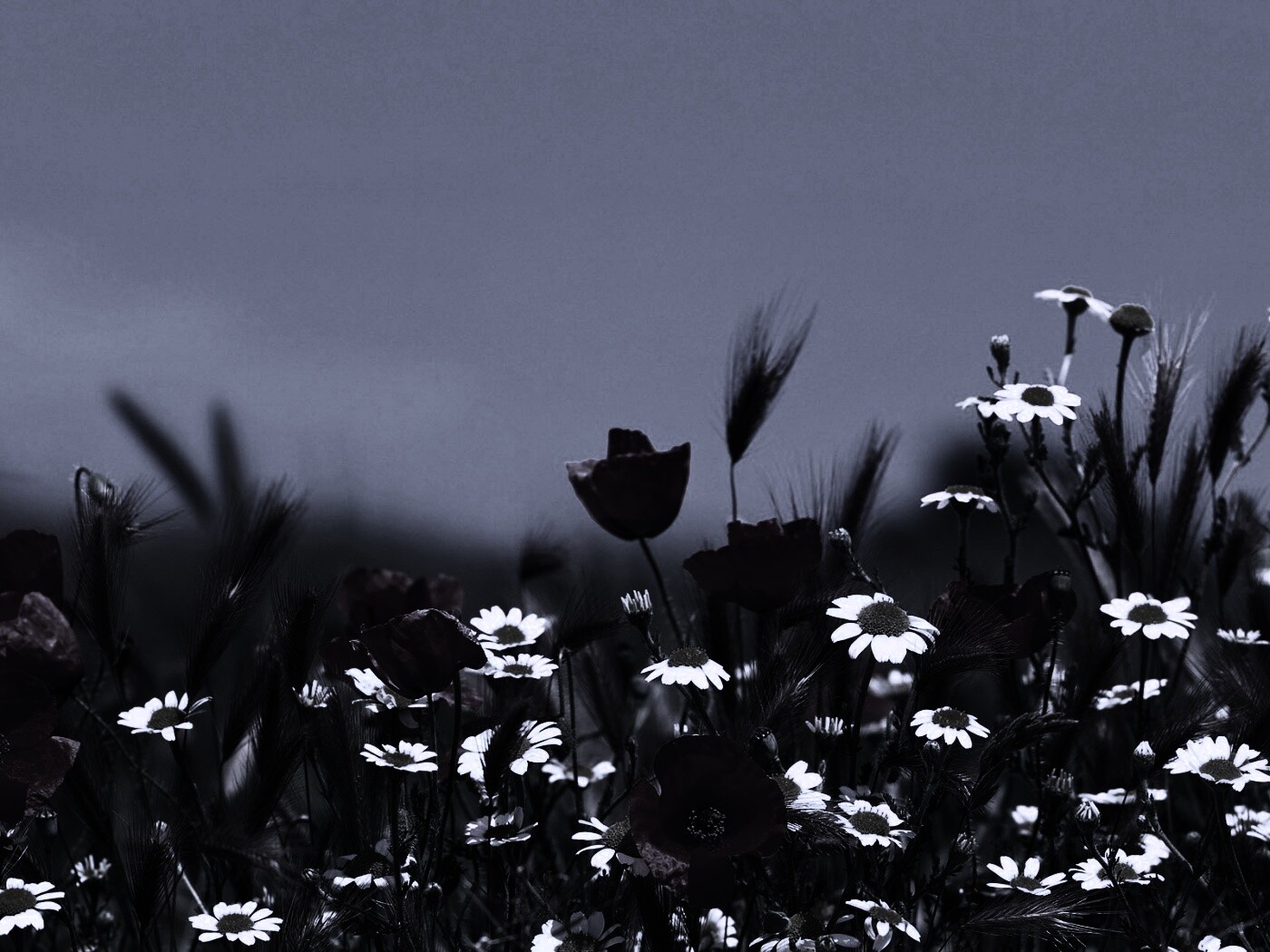 Цветы в поле обои