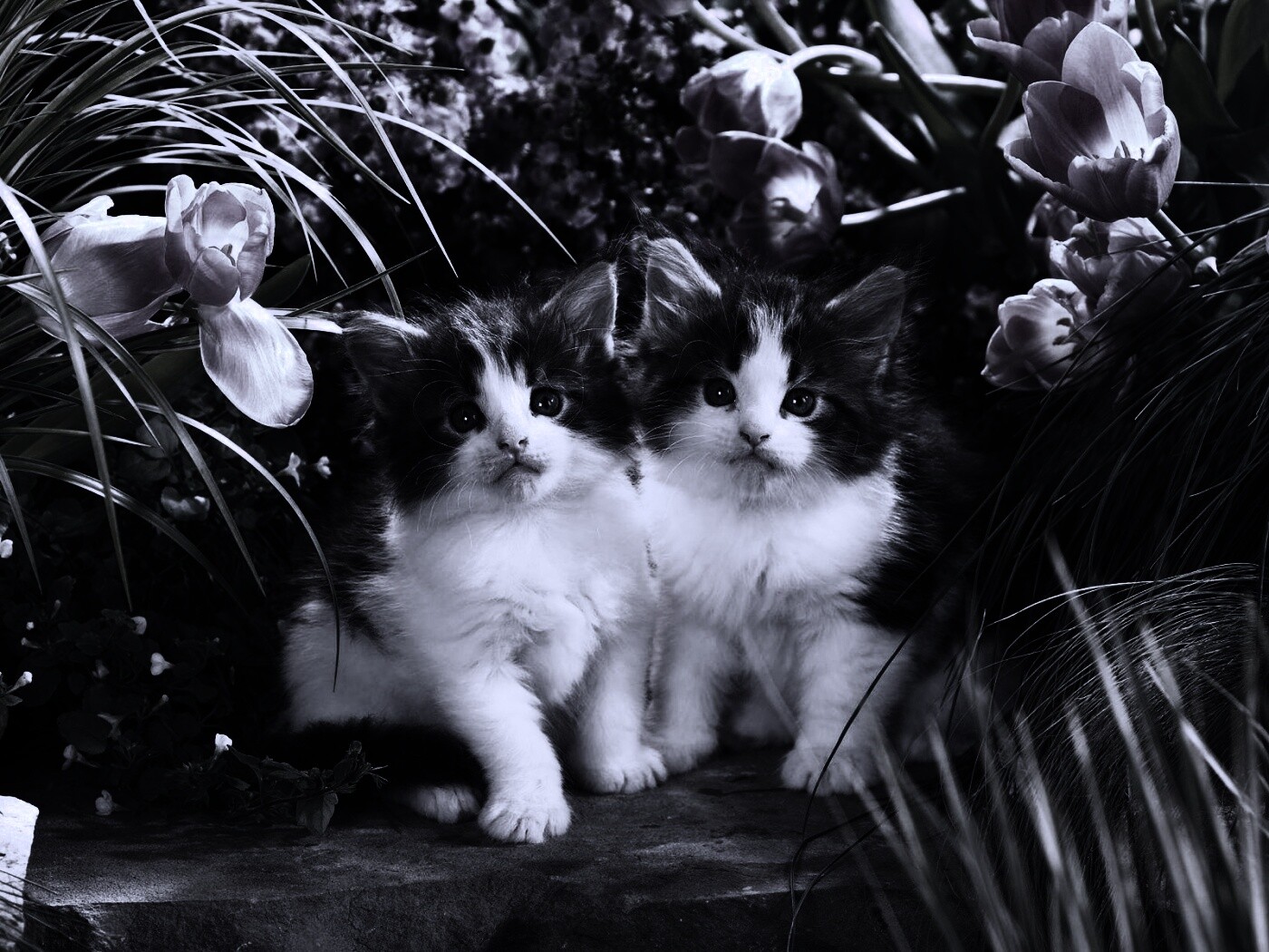 Котята в цветах обои