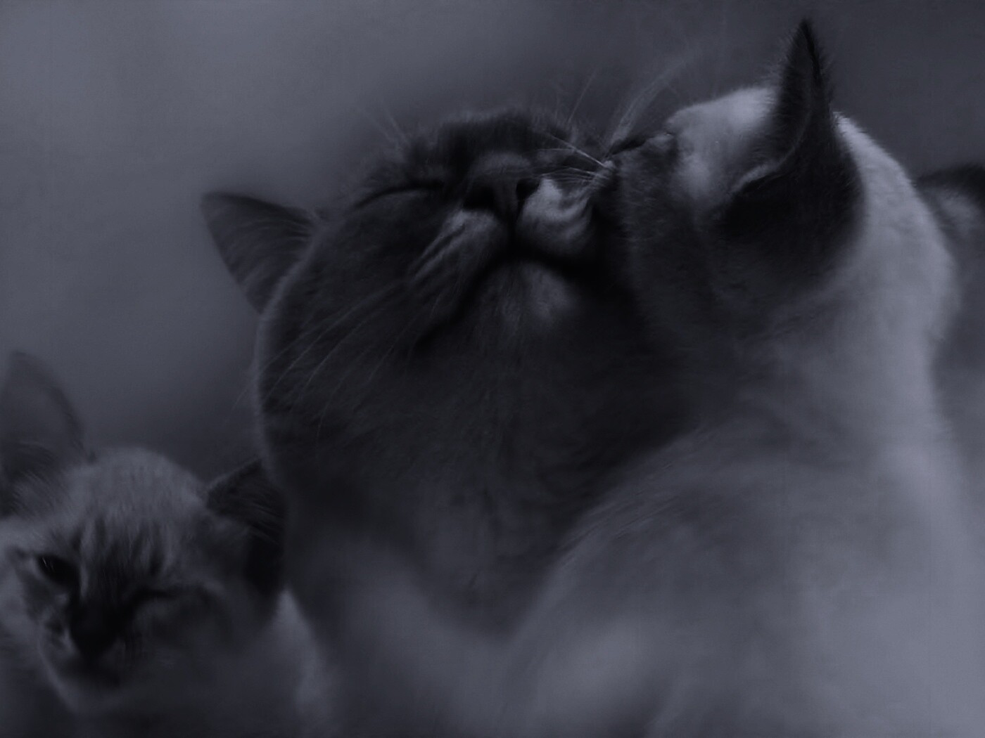 Котята с мамой обои