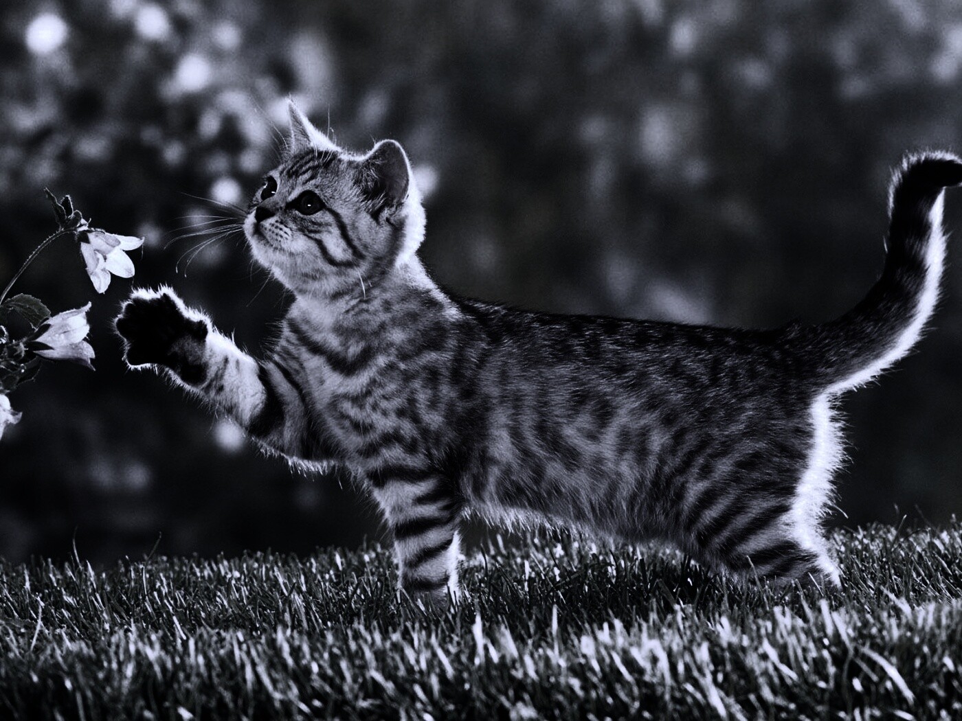 Котенок играет с цветами обои