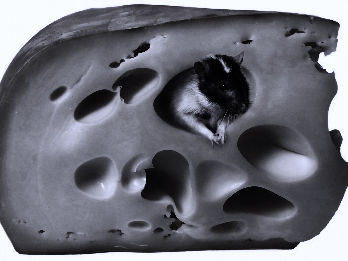 Мышка в сыре обои