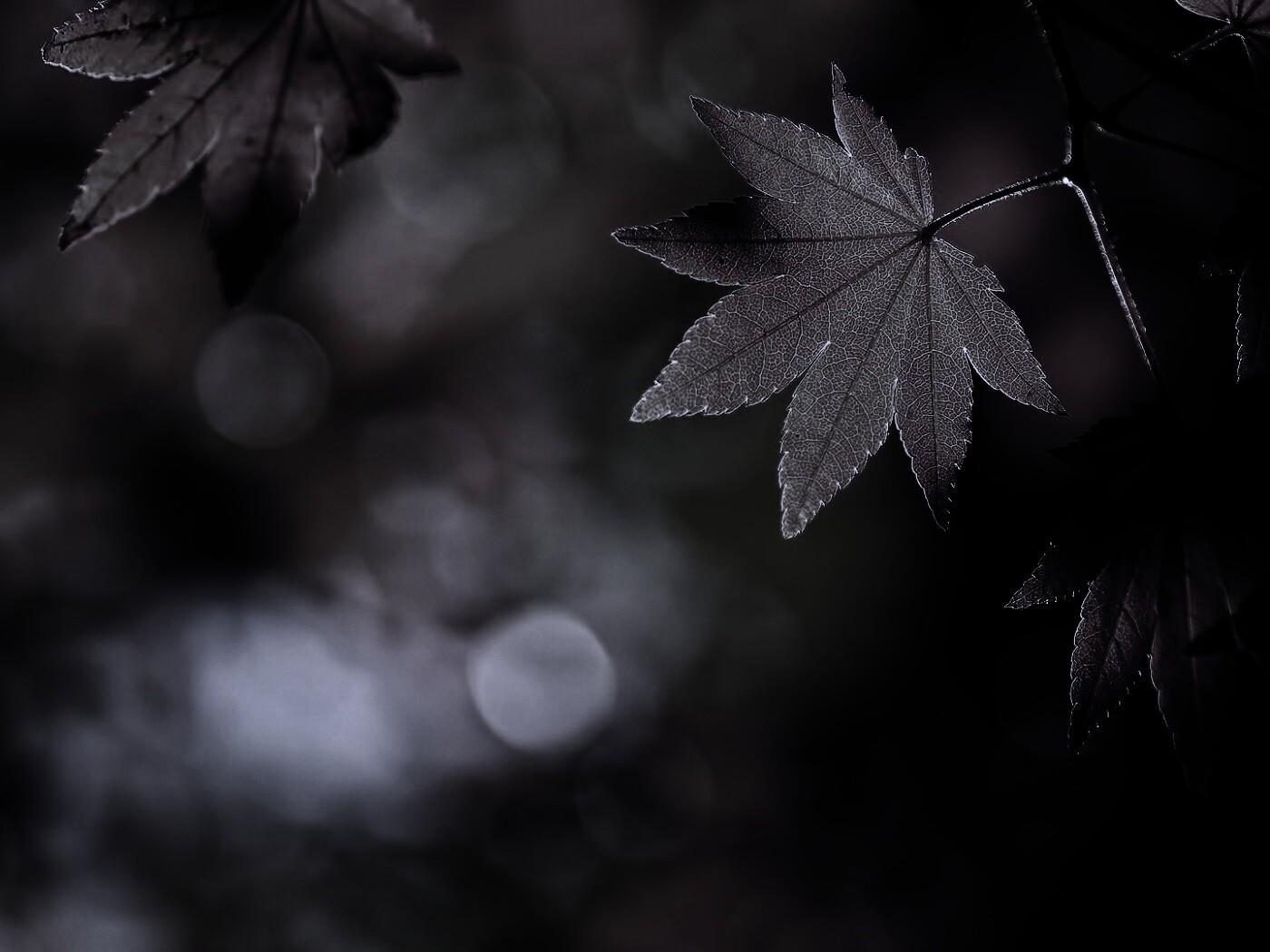 Осенние листья обои