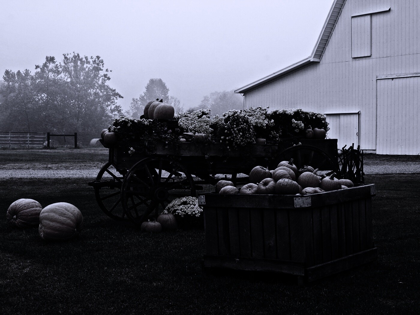 Урожай тыков обои