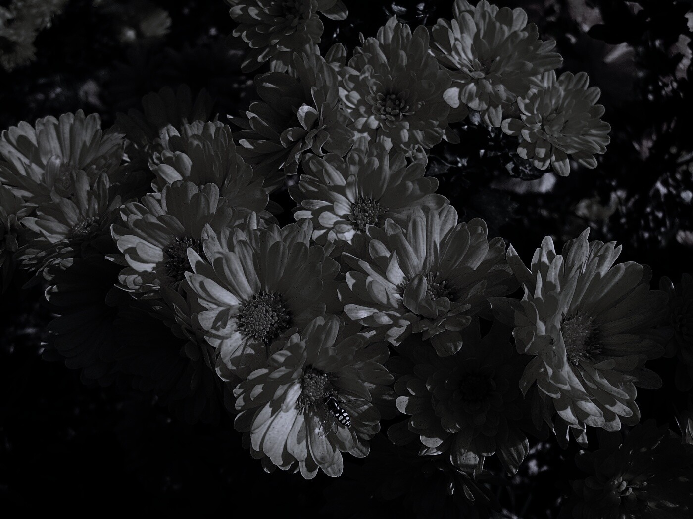 Оса на желтых герберах обои