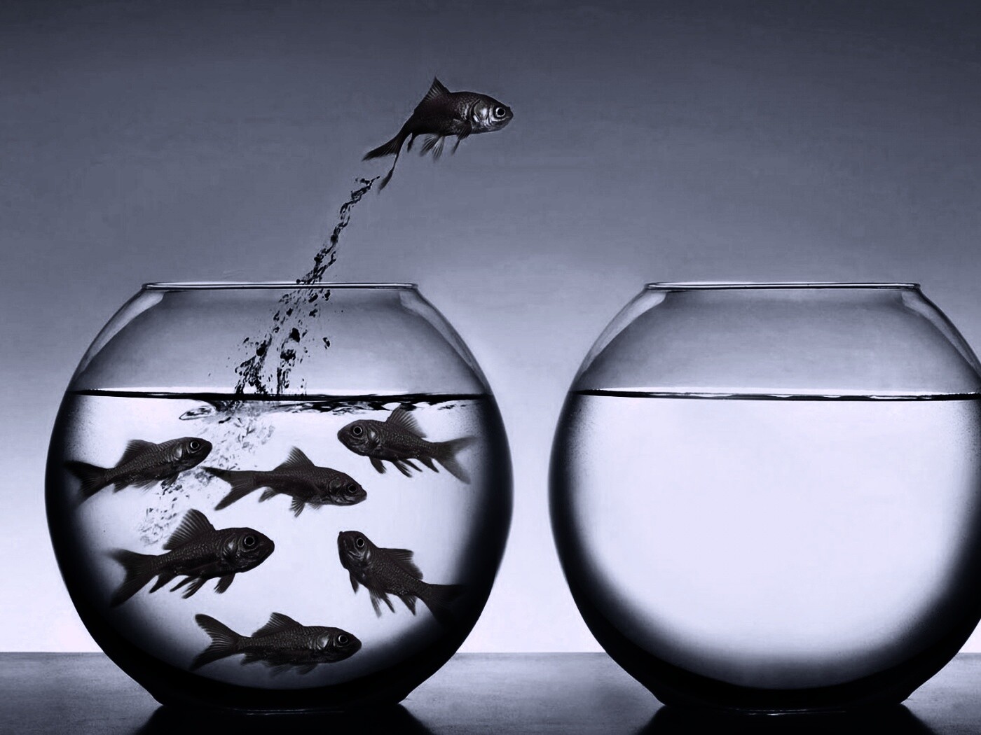 Побег рыбки обои